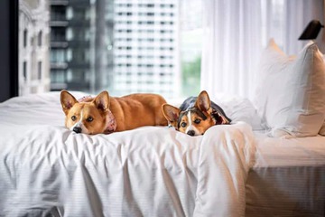 Pet-friendly