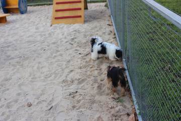 Pet-friendly amenities