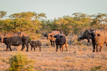 Game drive