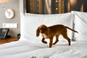 Pet-friendly