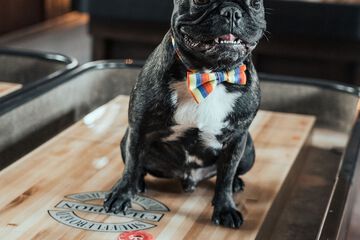 Pet-friendly
