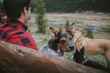 Pet-friendly