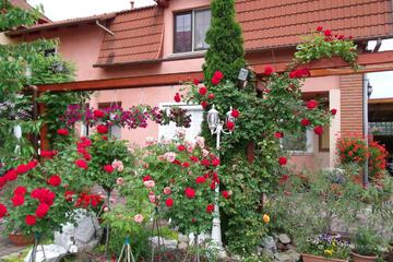 Photo 54