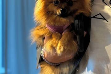 Pet-friendly