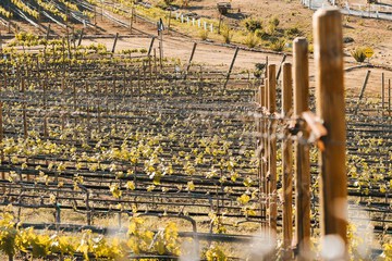 Winery