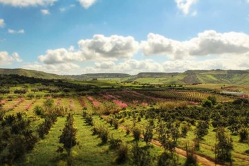 Vineyard view