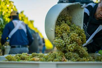 Winery