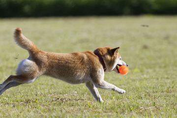 Pet Friendly 31 of 53