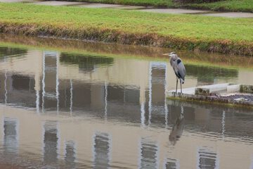 Natural pool