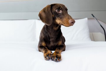 Pet-friendly