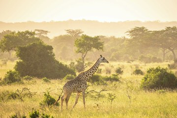 Game drive