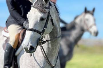 Horseback riding