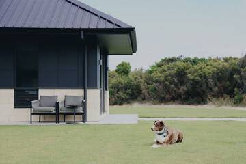 Pet-friendly