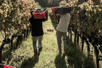 Vineyard
