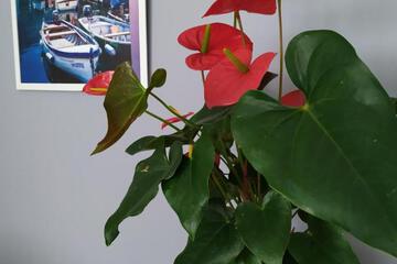 Photo 72