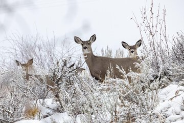 Snowshoeing