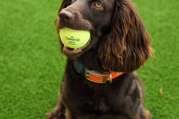 Pet-friendly amenities