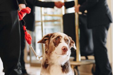 Pet-friendly
