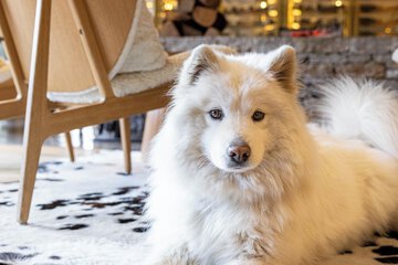 Pet-friendly