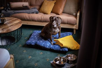 Pet-friendly