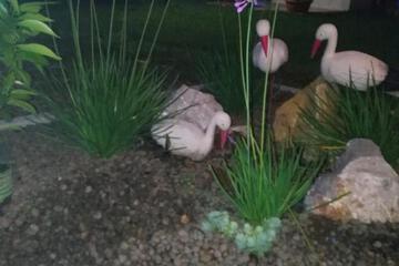 Photo 46