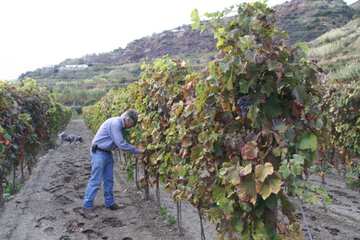 Winery