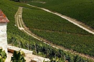 Vineyard view