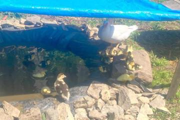 Photo 41