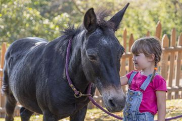 Horseback riding