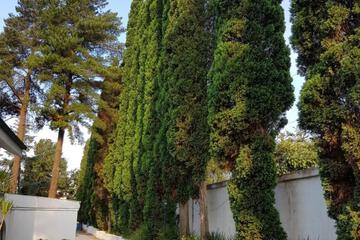 Photo 61