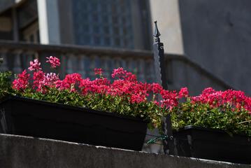 Photo 44