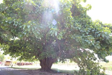 Photo 30