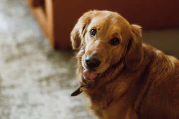 Pet-friendly
