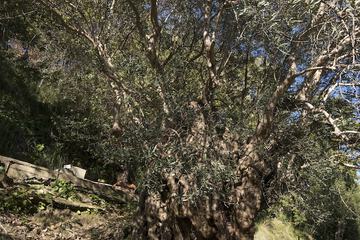 Land view from property