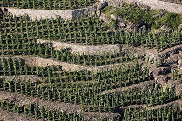 Vineyard