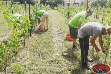 Winery