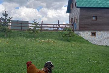 Photo 29