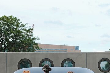 Pet-friendly