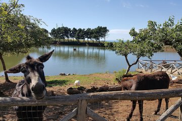 Game viewing