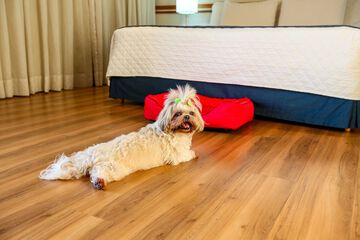 Pet-friendly