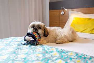 Pet-friendly amenities