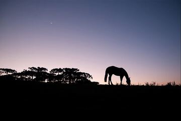 Horseback riding