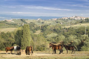 Horseback riding