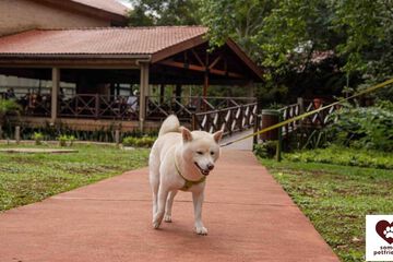 Pet-friendly