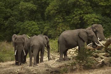 Safari