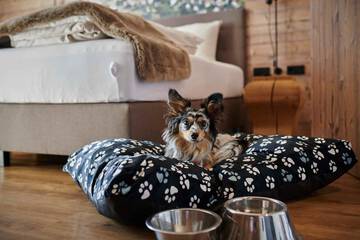 Pet-friendly