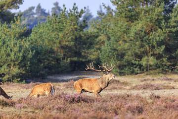 Game viewing