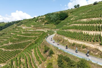 Vineyard