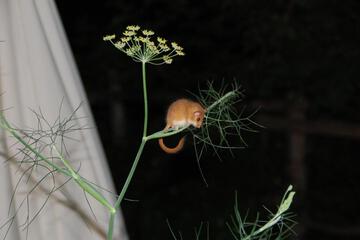 Photo 36