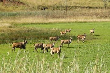 Game viewing